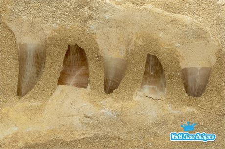 Mosasaur Teeth in Matrix - Great Display Piece