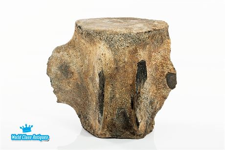 A Large Fossilized Whale Vertebrae - 4.4 Million Years Old