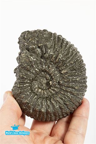 A Large Pyritized Ammonite Spetoniceras Sp.