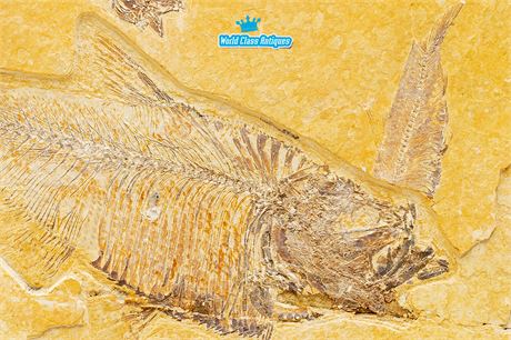 Large Fossil Fish Plaque - "Knightia"